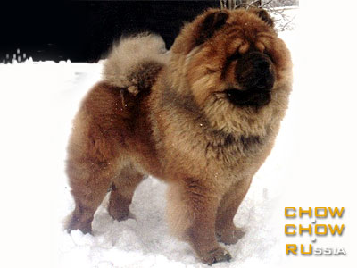 Chow-chow RUBIN ASTERHAUS LAVRENTY FOR CRAZY CREC. -     