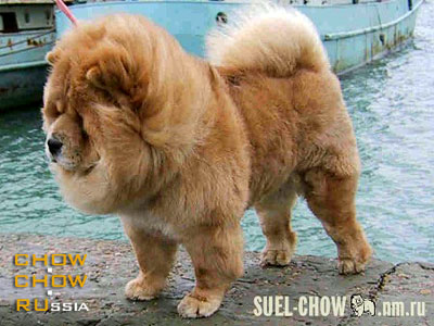 Chow-chow RUBIN ASTERHAUS LEGENDA OSENI. -    