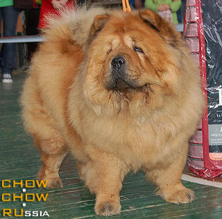 Chow-chow RUBIN ASTERHAUS LESNAYA NIMFA. -    