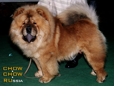 Chow-chow RUBIN ASTERHAUS LESNOY ORESHEK. -    