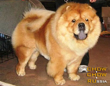 Chow-chow RUBIN ASTERHAUS NEONOVYI BLESK. -    