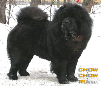 Chow-chow RUBIN ASTERHAUS NIKOL' SHARM. -    