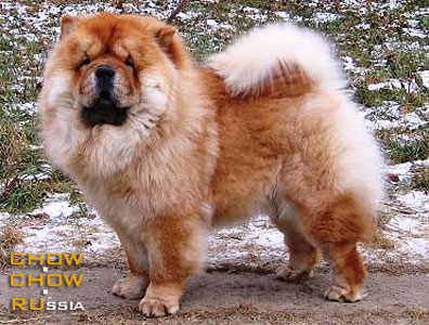 Chow-chow RUBIN ASTERHAUS NOVAYA VERSIYA. -    