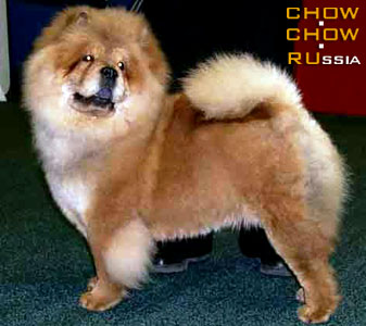 Chow-chow RUBIN ASTERHAUS RADUGA SJURPRIZOV. -    