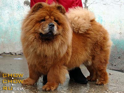 Chow-chow RUBIN ASTERHAUS RAISKOE YABLOCHKO. ���-��� ����� ��������� ������� �������