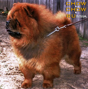 Chow-chow RUBIN ASTERHAUS RYZHIY UP. -    