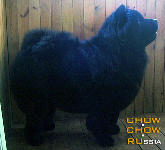 Chow-chow RUBIN ASERHAUS YAROSLAVA. -   