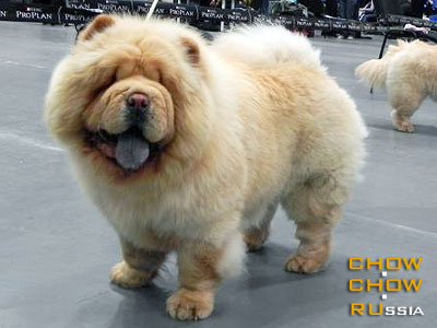 Chow-chow RUBIN ASTERHAUS FEYA BELOY MAGII. -     