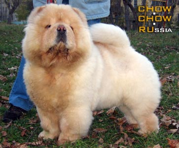 Chow-chow RUBIN ASTERHAUS FREESTYLE ZIMNEGO TANGO. -     