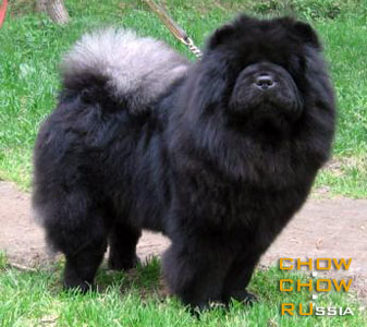 Chow-chow RUBIN ASTERHAUS SERENADA SEVERA. -    