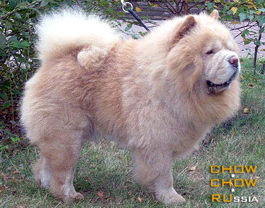 Chow-chow RUS CHOWLAND MORE'S NEST OF SMILE BUDDA. -       