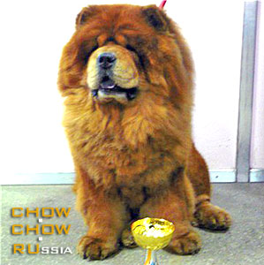 Chow-chow RUS LE FAN ISKANDER. -    