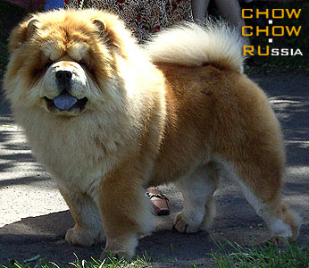 Chow-chow RUS ROVISTAR HARMS. -   