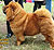 ���-��� chow-chow