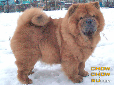 Chow-chow RUSHANEL FEW. ���-��� �������� ���