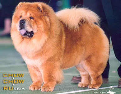 -   . Chow-chow RUSSKAYA ZABAVA ADELINA