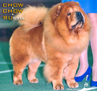 -   . Chow-chow RUSSKAYA ZABAVA ASTORIA