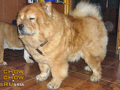 Chow-chow RUSSKOGO SEVERA KOROLEVA KRASOTY. -    