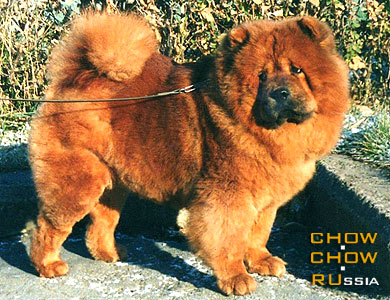 Chow-chow SAN SHI OLLI. -   