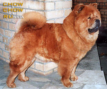 Chow-chow SANTA-ABIGAL'. - -