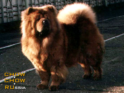 Chow-chow SANTI. - 