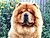 - chow-chow