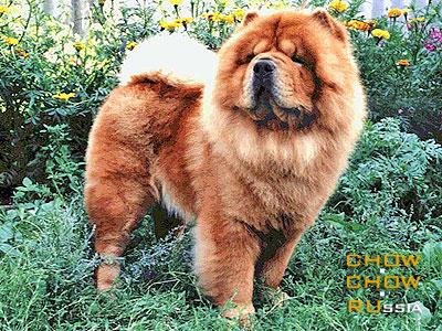 Chow-chow SHARL SHREK. -  