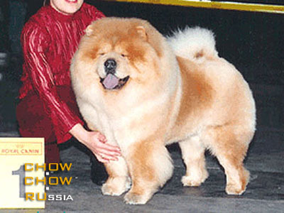 Chow-chow SHARM MON SHER. -   