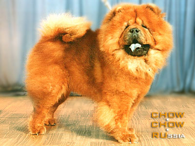 Chow-chow SHI LING. -  