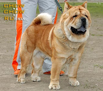 Chow-chow SI HUANG TI VELVET PRINCE. -     