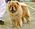 - chow-chow