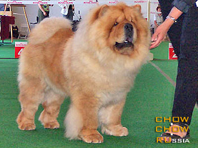 Chow-chow SIMAUTA DESS BEN BUKA. -    