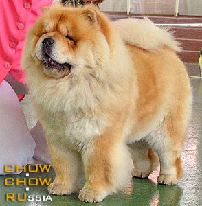 Chow-chow SIMAUTA DESS BIKINI. -   