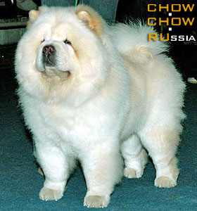 Chow-chow SIMAUTA DESS CAN HOOK. -    