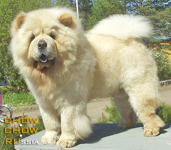 Chow-chow SIMAUTA DESS CASSIUS. -   