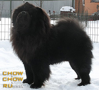 Chow-chow SIMAUTA DESS COSMOS. -   