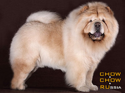 -    . Chow-chow SIRIUS SHAN SI STARK