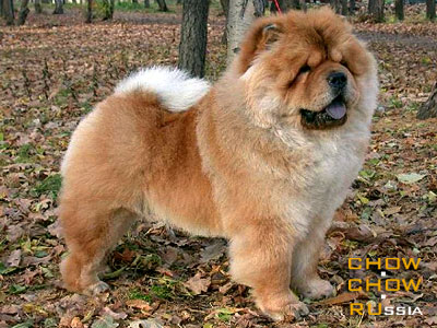 Chow-chow SHEZHNYKH STRAN LORD SHERMAN. -    