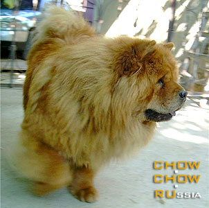 Chow-chow SUEL SIHOTE-ALINN BERI. -  - 