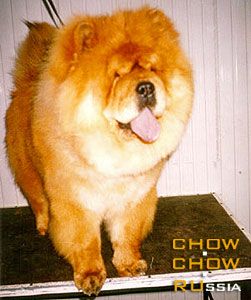 Chow-chow SUEL SIHOTE-ALINN BONIFATSY. -  - 