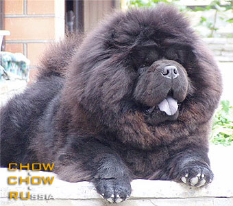 Chow-chow SUEL SIHOTE-ALINN BOUNTY. -  - 