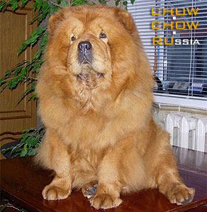 Chow-chow SUEL SIHOTE-ALINN FANTAZIYA. -  - 