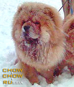 Chow-chow SUEL SIHOTE-ALINN FONARIK. -  - 