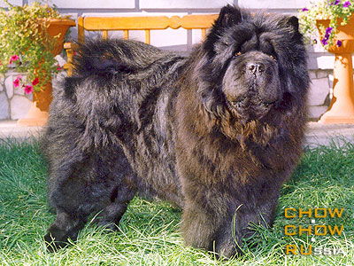 Chow-chow SUEL SIHOTE-ALINN KOKOS. -  - 