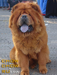 Chow-chow SUEL SIHOTE-ALINN TABIYUMI. -  - 