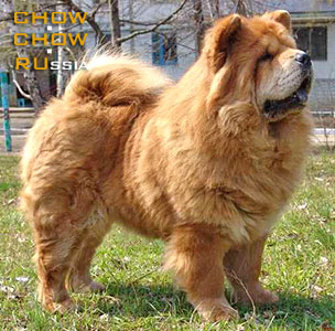 Chow-chow SUEL SIHOTE-ALINN TIYA. -  - 