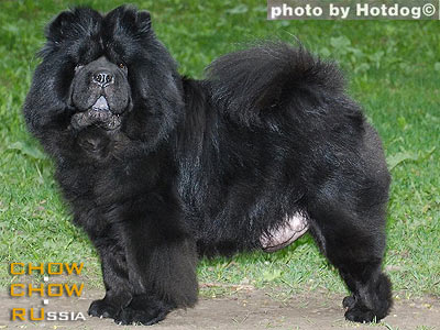 Chow-chow SUEL SIHOTE-ALINN TUTTI-FRUTTI. -  - -