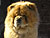 - chow-chow