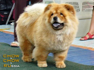 Chow-chow TOCHKA RU SOBAKA. -   