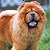 - chow-chow